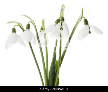 Wunderschöne Schneetropfen auf weißem Hintergrund. Frühlingsblumen Stockfoto