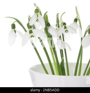 Wunderschöne Schneetropfen im Becher, isoliert auf Weiß. Frühlingsblumen Stockfoto