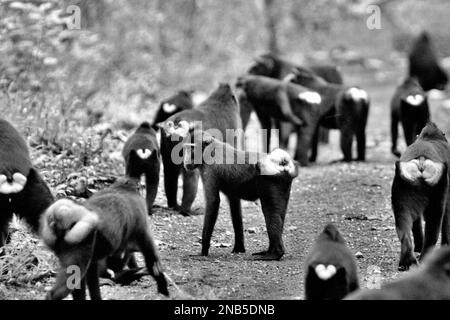 Eine Truppe von Sulawesi-Schwarzkammmakaken (Macaca nigra) sucht auf einer Straße im Taman Wisata Alam Tangkoko (Tangkoko Naturpark) in der Nähe des Tangkoko Naturschutzgebiets in North Sulawesi, Indonesien. Die Futtersuche ist eine der fünf Klassen makakanischer Aktivität, die Timothy O'Brien und Margaret Kinnaird in einem erstmals im International Journal of Primatology im Januar 1997 veröffentlichten Forschungspapier identifiziert haben. Bei der Futtersuche bewegen sich die Kammmakaken „langsam mit Aufmerksamkeit auf eine potenzielle Nahrungsquelle oder manipulieren Substrate auf der Suche nach potenziellen Lebensmitteln“, so der Bericht. Stockfoto