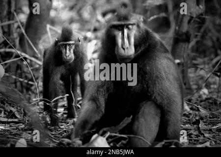 Ein junger Sulawesi hat einen schwarzen Makaken im Vordergrund eines älteren Individuums im Naturreservat Tangkoko, North Sulawesi, Indonesien. Ein Team von Primatologen unter der Leitung von Jerome Micheletta enthüllte, dass schwarze Makaken mit Sulawesi-Kammmuscheln für den sozialen Status anderer Menschen sensibel sind. Ein Makake mit Kammmuscheln „neigt dazu, länger zu reagieren, wenn er Gesichter von unbekannten hochrangigen Personen sieht“, so der Bericht, „was darauf hindeuten könnte, dass sie einige Informationen über den sozialen Status von unbekannten Personen nur anhand von Gesichtshinweisen wahrnehmen können.“ Stockfoto