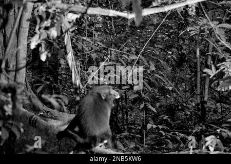 Tiefland-Regenwald am Fuße des Tangkoko-Berges, im Vordergrund eines Sulawesi-Schwarzkammmakaken (Macaca nigra), der allein sitzt und ein schreiendes, weit öffnendes Mundwerk im Norden Sulawesi, Indonesien zeigt. Die Wechselwirkungen zwischen ökologischen und sozialen Faktoren haben laut einer Forschungsarbeit von Wissenschaftlern des Macaca Nigra Project einen signifikanten Einfluss auf das Überleben von makaken Nachkommen. Stockfoto