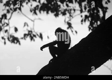 Ein Sulawesi-Schwarzkammmakaken (Macaca nigra) ist vor hellem Himmel auf einem Baum in der Nähe eines Strandes im Naturschutzgebiet Tangkoko, North Sulawesi, Indonesien, silhouettiert. Die Auswirkungen des Klimawandels auf die endemischen Arten sind auf verändertes Verhalten und Nahrungsverfügbarkeit zu sehen, die ihre Überlebensrate beeinflussen. „Wie die Menschen überhitzen sich Primaten und werden durch anhaltende körperliche Aktivität bei extrem heißem Wetter dehydriert“, so ein Wissenschaftler, Brogan M. Stewart, in seinem Bericht, der 2021 über das Gespräch veröffentlicht wurde. Stockfoto