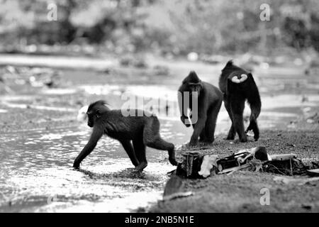 Drei junge Sulawesi-Schwarzkammmakaken (Macaca nigra) spielen auf einem Bach in der Nähe des Strandes im Wald Tangkoko, Nord-Sulawesi, Indonesien. Einer von ihnen (Mitte) hat seine rechte Hand an die Falle eines Wilderers verloren. Stockfoto