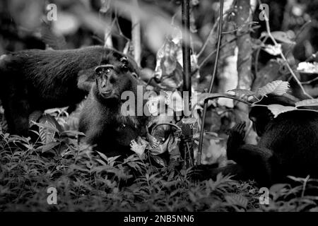 Ein Säugling von Sulawesi-Schwarzkammmakaken (Macaca nigra) wird während der Entwöhnungsphase im Naturschutzgebiet Tangkoko, North Sulawesi, Indonesien, fotografiert. Die Entwöhnungsphase eines makaken Säuglings – im Alter von 5 Monaten bis zum Alter von 1 Jahren – ist die früheste Lebensphase, in der die Säuglingssterblichkeit am höchsten ist. Primate Wissenschaftler vom Macaca Nigra Project beobachteten, dass die „makaken Kammgruppen mit mehr erwachsenen Frauen besser in der Lage sind, (Nahrungsmittel-)Ressourcen gegen andere Gruppen zu verteidigen“ – einer der Faktoren, die die Überlebenschance bestimmen. Stockfoto