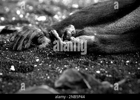 Hände und rechter Fuß eines Sulawesi-Schwarzkammmakaken (Macaca nigra), der am Sandstrand im Tangkoko-Wald, Nord-Sulawesi, Indonesien liegt. Stockfoto