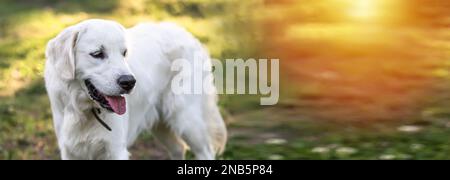 Ein wunderschöner Hund der Golden Retriever züchtet sich vor dem Hintergrund von Gras. Im Sommer mit dem Hund spazieren gehen. Porträt eines gesunden Hundes, der herausragt Stockfoto