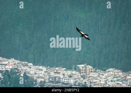 Andenkondor - Vultur gryphus Südamerikanische Greifvogelfamilie Cathartidae, die über Quito in Ecuador fliegt, in den Anden gefunden und angrenzend Stockfoto