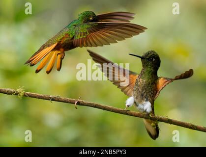 Kastanienreiher Coronet - Boissonneaua matthewsii, grün und rot oder rufous Kolibri in Brillanten, gefunden in Kolumbien, Ecuador und Peru, Duell von t Stockfoto