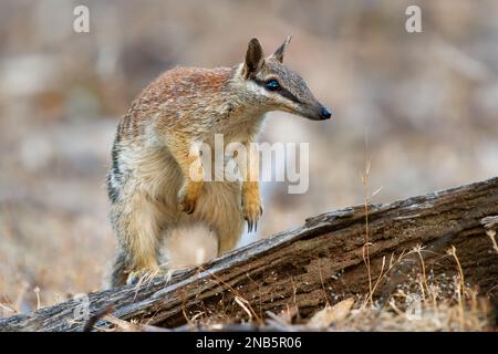 Numbat - Myrmecobius fasciatus auch noombat oder Walpurti, Insektenfresser tageszeitliche Befruchtung, Diät besteht fast ausschließlich aus Termiten. Kleiner süßer Ani Stockfoto