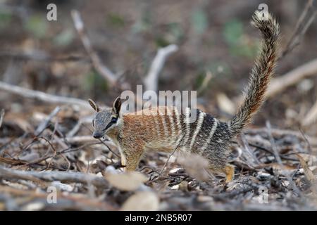 Numbat - Myrmecobius fasciatus auch noombat oder Walpurti, Insektenfresser tageszeitliche Befruchtung, Diät besteht fast ausschließlich aus Termiten. Kleiner süßer Ani Stockfoto