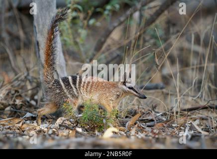 Numbat - Myrmecobius fasciatus auch noombat oder Walpurti, Insektenfresser tageszeitliche Befruchtung, Diät besteht fast ausschließlich aus Termiten. Kleiner süßer Ani Stockfoto