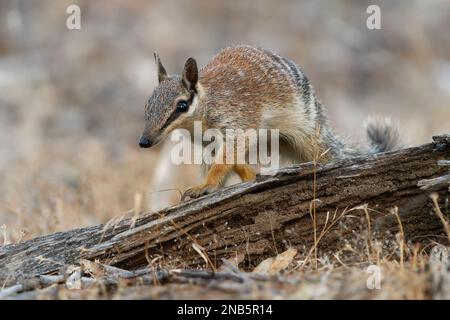 Numbat - Myrmecobius fasciatus auch noombat oder Walpurti, Insektenfresser tageszeitliche Befruchtung, Diät besteht fast ausschließlich aus Termiten. Kleiner süßer Ani Stockfoto