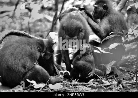 Eine Gruppe von Sulawesi-Schwarzkammmakaken (Macaca nigra) ist im Naturschutzgebiet Tangkoko, Nord-Sulawesi, Indonesien, sozial aktiv. Stockfoto