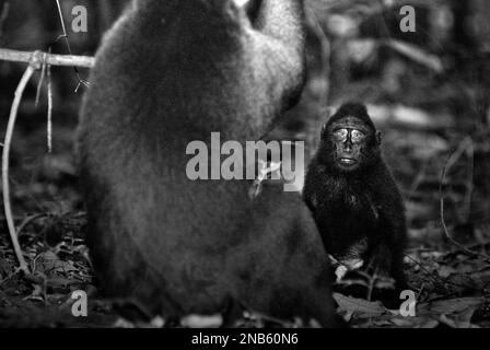 Ein junger Sulawesi hat einen schwarzen Makaken im Vordergrund eines älteren Individuums im Naturreservat Tangkoko, North Sulawesi, Indonesien. Ein Team von Primatologen unter der Leitung von Jerome Micheletta enthüllte, dass schwarze Makaken mit Sulawesi-Kammmuscheln für den sozialen Status anderer Menschen sensibel sind. Ein Makake mit Kammmuscheln „neigt dazu, länger zu reagieren, wenn er Gesichter von unbekannten hochrangigen Personen sieht“, so der Bericht, „was darauf hindeuten könnte, dass sie einige Informationen über den sozialen Status von unbekannten Personen nur anhand von Gesichtshinweisen wahrnehmen können.“ Stockfoto