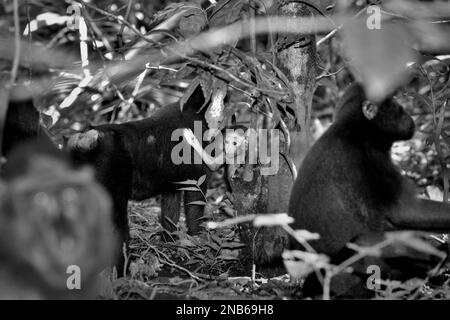 Ein Nachwuchs von Kammmarke (Macaca nigra) hebt seine Hand, als er zweifach in der Mitte seiner Gruppe im Tangkoko-Wald in Nord-Sulawesi, Indonesien steht. Die Entwöhnungsphase eines Makaken-Säuglings – von 5 Monaten bis 1 Jahr – ist die früheste Lebensphase, in der die Säuglingssterblichkeit am höchsten ist. Primatenwissenschaftler des Macaca Nigra Project beobachteten, dass „Schurkenmakaken-Gruppen mit mehr erwachsenen Frauen besser in der Lage sind, (Nahrungsmittel-)Ressourcen gegen andere Gruppen zu verteidigen“ – einer der Faktoren, die die Überlebenschancen bestimmen. Stockfoto