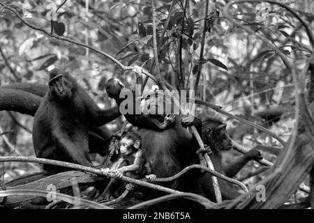 Eine Gruppe von Sulawesi-Schwarzkammmakaken (Macaca nigra) kümmert sich während der Entwöhnungszeit um ihre Säuglinge in ihrem natürlichen Lebensraum, dem Tiefland-Regenwald im Naturschutzgebiet Tangkoko, North Sulawesi, Indonesien. Die Entwöhnungsphase eines makaken Säuglings – im Alter von 5 Monaten bis zum Alter von 1 Jahren – ist die früheste Lebensphase, in der die Säuglingssterblichkeit am höchsten ist. Primate Wissenschaftler vom Macaca Nigra Project beobachteten, dass die „makaken Kammgruppen mit mehr erwachsenen Frauen besser in der Lage sind, (Nahrungsmittel-)Ressourcen gegen andere Gruppen zu verteidigen“ – einer der Faktoren, die die Überlebenschance bestimmen. Stockfoto