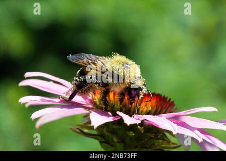 Eine Hummel wird mit Pollen bedeckt, während sie die offene Blüte von Echinacea purpurea frisst Stockfoto