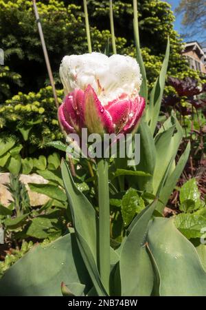 Die ungewöhnliche Blüte einer Eiscreme-Tulpe mit einer doppelt cremefarbenen Blüte auf einem roten Blütenblatt-„Kegel“. Stockfoto