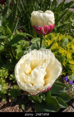 Die ungewöhnliche Blüte einer Eiscreme-Tulpe mit einer doppelt cremefarbenen Blüte auf einem roten Blütenblatt-„Kegel“. Stockfoto