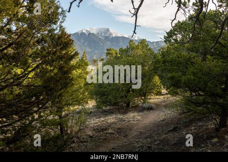 Der Sand Ramp Trail schlängelt sich durch Bäume in Richtung Snowy Mountains im Great Sand Dunes National Park Stockfoto