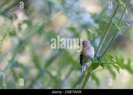 Schaffinch (Fringilla Coelebs) Weiblich auf dem Stiel von KuhPetersilie Stockfoto