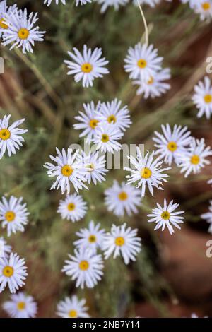 Fleabane Wildblumenblüten werden von oben verbreitet, während die Blütenblätter zu verblassen beginnen Stockfoto