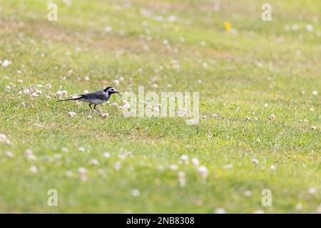 Rattenschwanz (Motacilla alba), der sich auf einem klebrigen Grasfeld ernährt Stockfoto