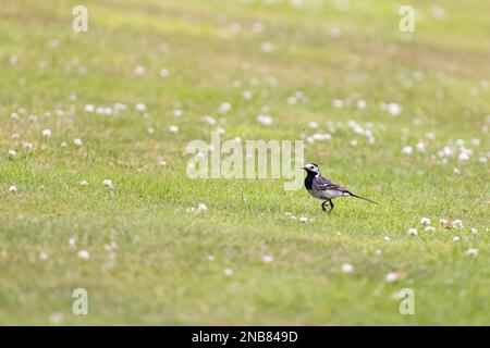Rattenschwanz (Motacilla alba), der sich auf einem klebrigen Grasfeld ernährt Stockfoto