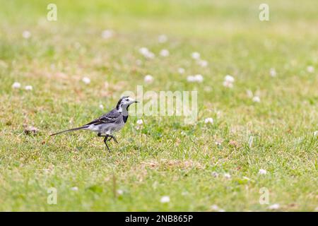 Rattenschwanz (Motacilla alba), der sich auf einem klebrigen Grasfeld ernährt Stockfoto