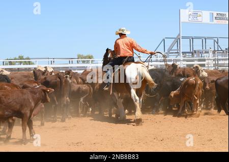 Das Bronco Branding ist ein zeitlich begrenztes Ereignis, bei dem ein Fänger ein Kalb in eine Rindermeute einwickelt und zu einem Branding-Posten führt, wo die Teammitglieder es sichern und markieren Stockfoto