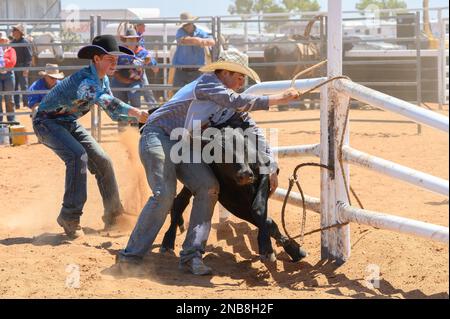 Das Bronco Branding ist ein zeitlich begrenztes Ereignis, bei dem ein Fänger ein Kalb in eine Rindermeute einwickelt und zu einem Branding-Posten führt, wo die Teammitglieder es sichern und markieren Stockfoto