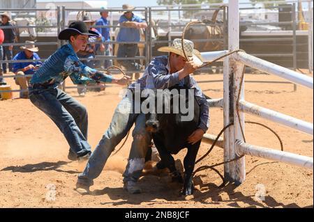 Das Bronco Branding ist ein zeitlich begrenztes Ereignis, bei dem ein Fänger ein Kalb in eine Rindermeute einwickelt und zu einem Branding-Posten führt, wo die Teammitglieder es sichern und markieren Stockfoto