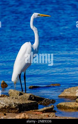 Am 13. Februar 2023 in Bayou La Batre, Alabama, fischt ein großer Reiher (Ardea alba) am Ufer. Stockfoto