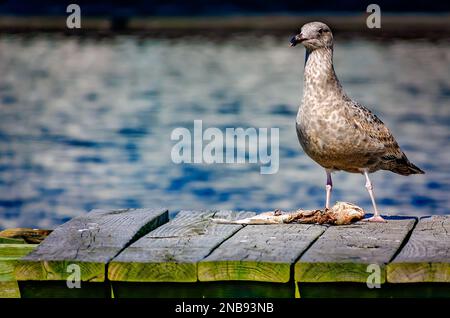 Eine junge amerikanische Heringsmaulmöwe (Larus argentatus) ernährt sich am 13. Februar 2023 in Bayou La Batre, Alabama, von einem toten Fisch. Stockfoto