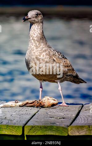 Eine junge amerikanische Heringsmaulmöwe (Larus argentatus) ernährt sich am 13. Februar 2023 in Bayou La Batre, Alabama, von einem toten Fisch. Stockfoto