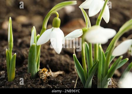 Bienen auf dem Boden inmitten schöner Schneefälle im Freien Stockfoto