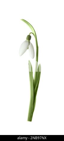 Wunderschöne zarte Schneetropfenblume isoliert auf Weiß. Symbol des ersten Frühlingstages Stockfoto