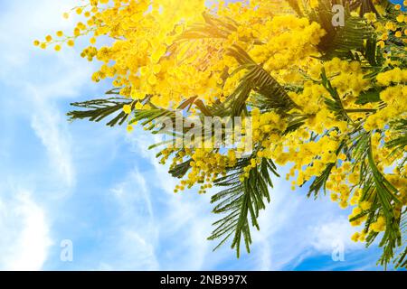 Wunderschöne helle Mimosablüten im Freien an sonnigen Tagen Stockfoto