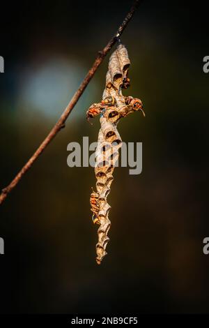 Nahaufnahme von Ropalidia fasciata, Papierspülmaschine, die sich darum kümmert, es ist ein winziges Nest auf dem Naturhintergrund, Thailand. Stockfoto