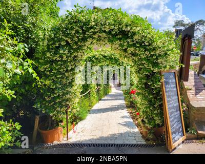 Eine mit Pflanzen bedeckte gewölbte Baumspalier am Eingang zu einem malerischen italienischen Café vor dem Stadttor von San Gimignano Italien. Stockfoto