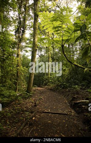 Artenvielfalt im El Arenal-Nationalpark Stockfoto