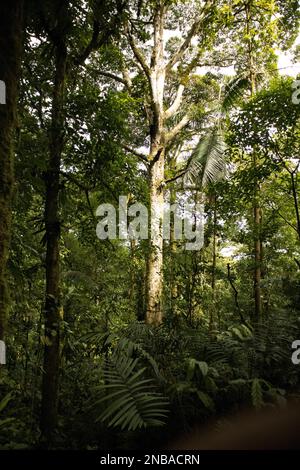 Artenvielfalt im El Arenal-Nationalpark Stockfoto