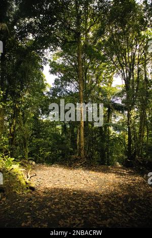 Artenvielfalt im El Arenal-Nationalpark Stockfoto