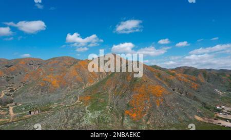 Los Angeles, Usa. 13. Februar 2023. Kalifornische Mohnblüten im Walker Canyon am Lake Elsinore. Offizielle Vertreter von Lake Elsinore gaben bekannt, dass die beliebten Mohnfelder am Walker Canyon geschlossen werden, bis die Blüte der Wildblumen nachgelassen hat. (Foto: Ringo Chiu/SOPA Images/Sipa USA) Guthaben: SIPA USA/Alamy Live News Stockfoto