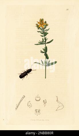 Kornkäfer, Cryptolestes spartii (Cucujus spartii) und St. Johanniskraut, Hypericum perforatum. Handfarbene Kupferplatte, gezeichnet und graviert von John Curtis für seine eigene britische Entomologie, wobei es sich um Illustrationen und Beschreibungen der Gattungen von Insekten handelt, die in Großbritannien und Irland, London, 1834, gefunden wurden. Curtis (1791-1862) war Entomologe, Illustrator, Graviererin und Verleger. Stockfoto