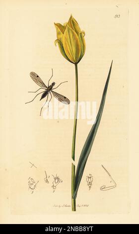 Tanzfliege, Wiedemannia bistigma (als Heleodromia bistigma) und wilde Tulpe, Tulipa sylvestris. Handfarbene Kupferplatte, gezeichnet und graviert von John Curtis für seine eigene britische Entomologie, wobei es sich um Illustrationen und Beschreibungen der Gattungen von Insekten handelt, die in Großbritannien und Irland, London, 1834, gefunden wurden. Curtis (1791-1862) war Entomologe, Illustrator, Graviererin und Verleger. Stockfoto