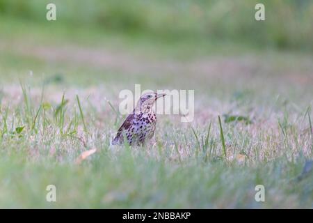 Sängerdrossel (Turdus philomelos) auf dem Rasen fressen Stockfoto