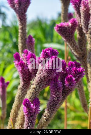 Celosia argentea Lila-weiße Blume, wunderschöne rosa Celosia-Blüten, die im Garten blühen. (Celosia spicata, Plumed cockscomb) Stockfoto