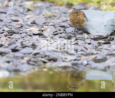 Europäischer Robin [ Erithacus rubecula ] Juvenile Vogel am Rand des Teichs mit Reflexion und Mehlwurm im Schnabel/Schirm Stockfoto