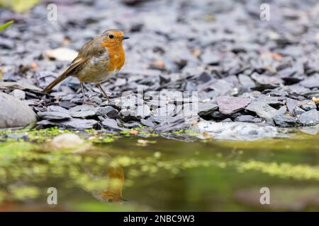 Europäischer Robin [ Erithacus rubecula ] am Rand des Teichs mit Reflexion Stockfoto